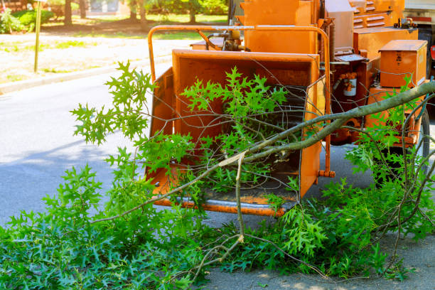 Lawn Grading and Leveling in Wofford Heights, CA
