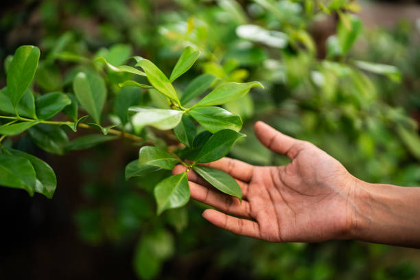 How Our Tree Care Process Works  in  Wofford Heights, CA