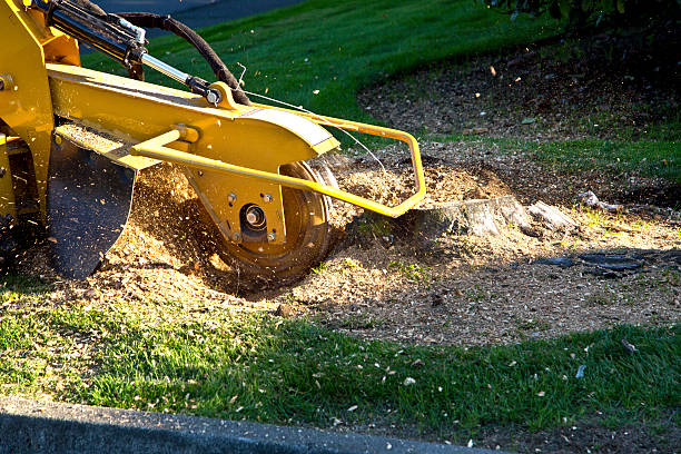 Reliable Wofford Heights, CA Tree Services Solutions